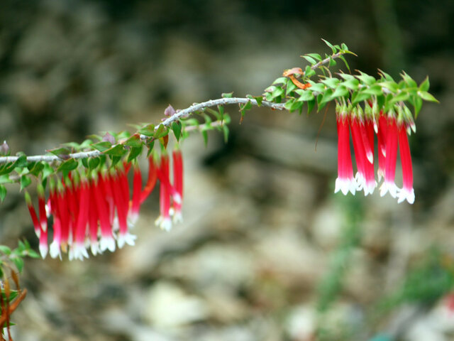 Epacris longiflora 