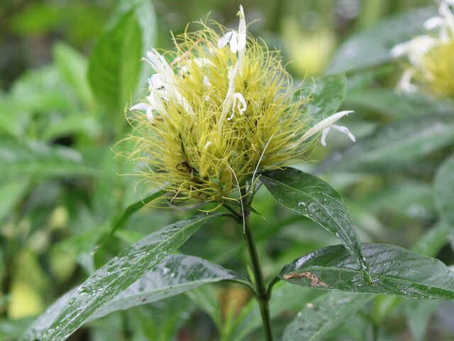 Schaueria flavicoma