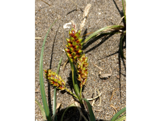 Carex pumila