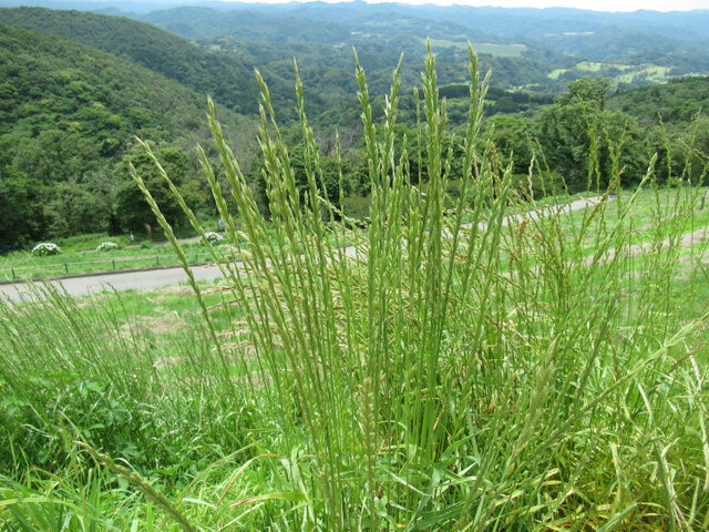 黑麥草