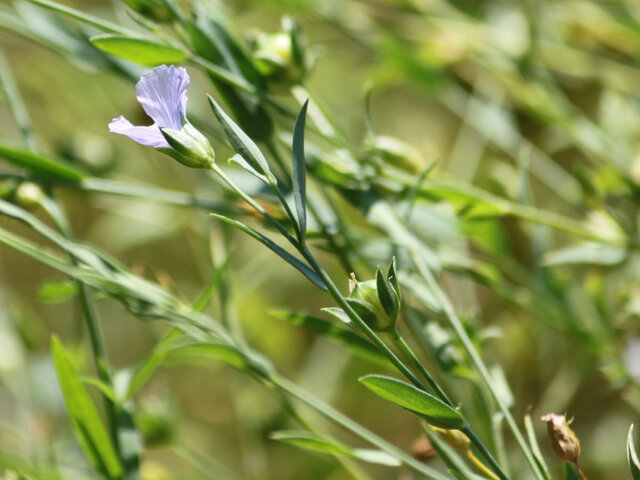  Flax