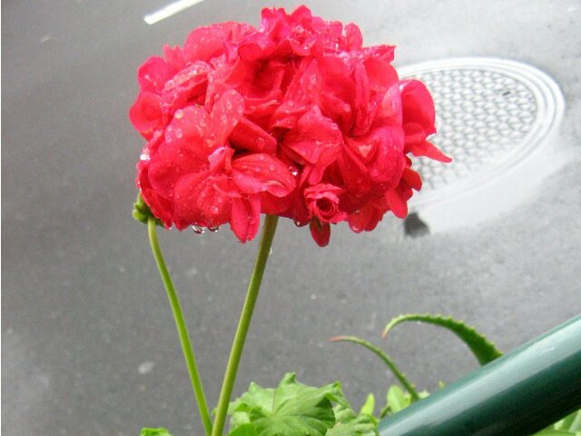 誕生花 8月11日 ゼラニウム かぎけん花図鑑