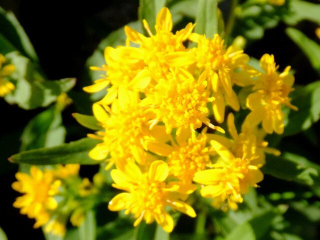 Miyama goldenrod