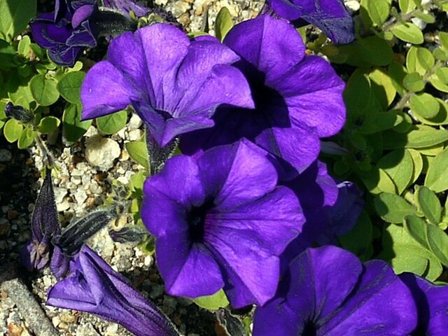 ペチュニア | Petunia×hybrida | かぎけん花図鑑