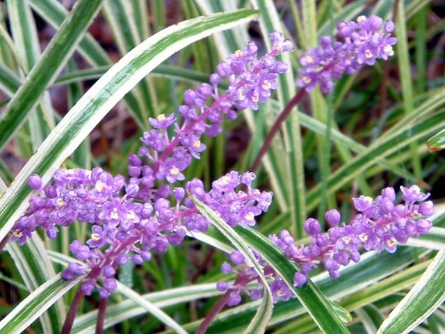 9月の紫色の花 かぎけん花図鑑