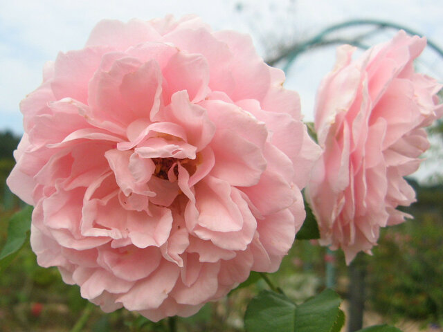 Rose (Rosa 'Pink Powderpuff') in the Roses Database 