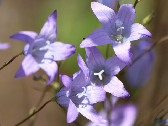 Campanula 'Suzuhime'