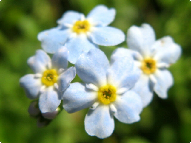 Myosotis scorpioide