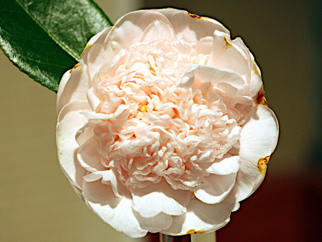 Camellia 'Mrs. D. W. Davis Descanso'