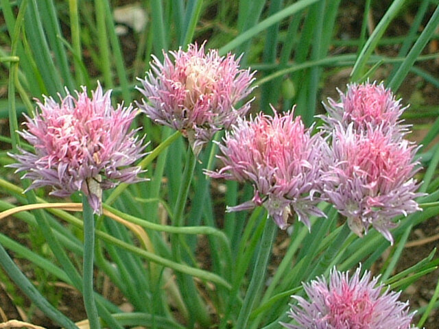 チャイブ Allium Schoenoprasum かぎけん花図鑑