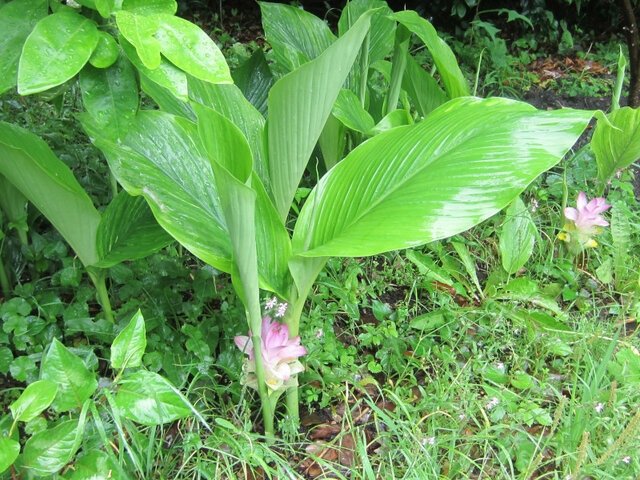 Curcuma aromatica