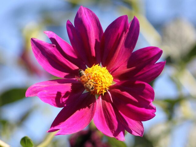 Bell tree dahlia