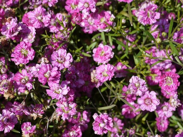 誕生花 6月4日 かぎけん花図鑑