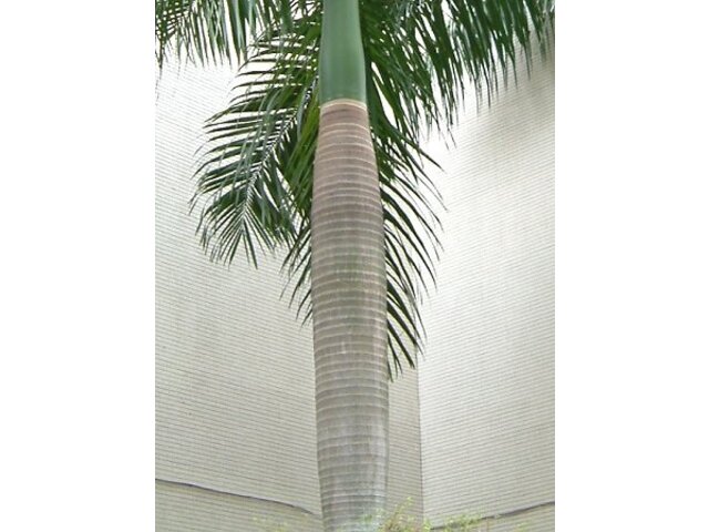 bottle Palm