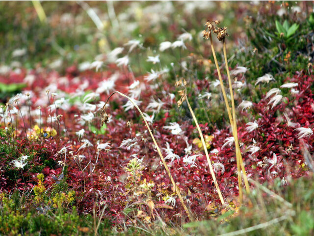 Aleutian avens