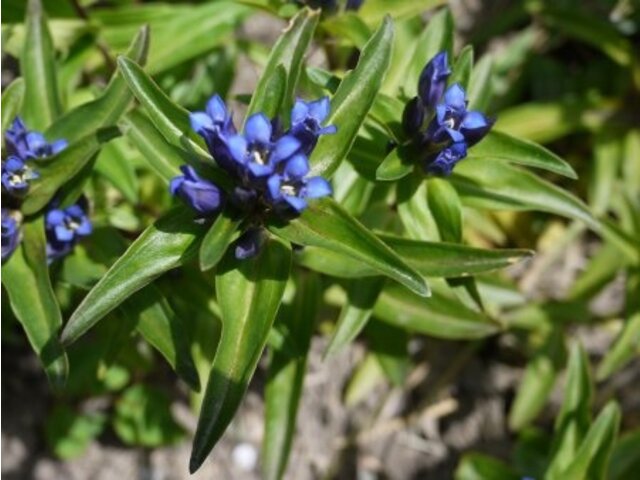 Gentiana cruciata