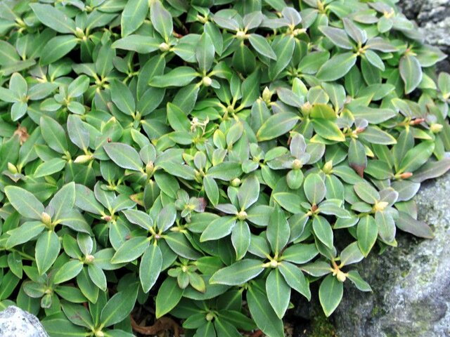  Yakushima azalea