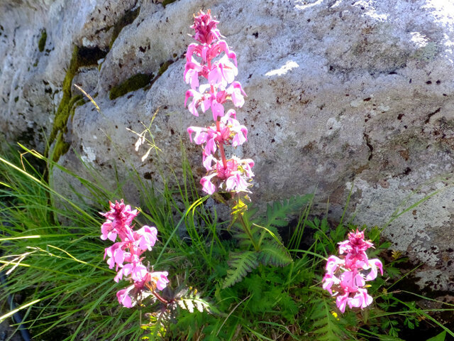 Whorled lousewort