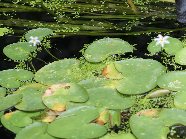 Nymphoides indica