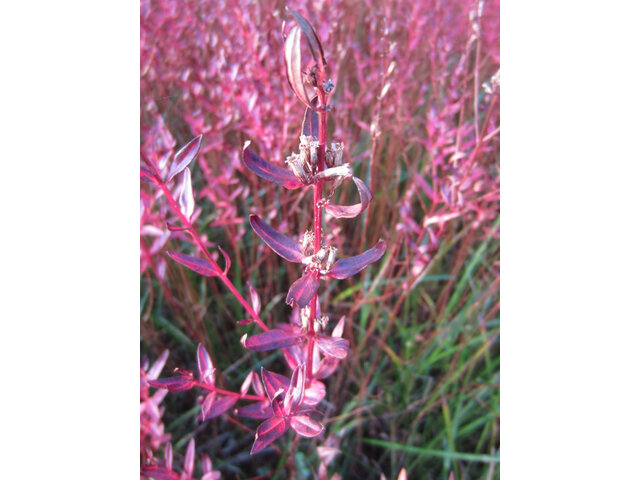 Lythrum anceps