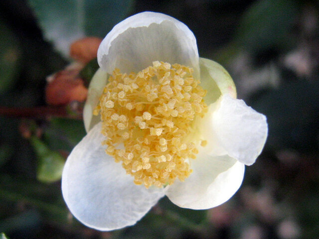 12月8日の誕生花 茶ノ木 南天 葦 科技研花图画书