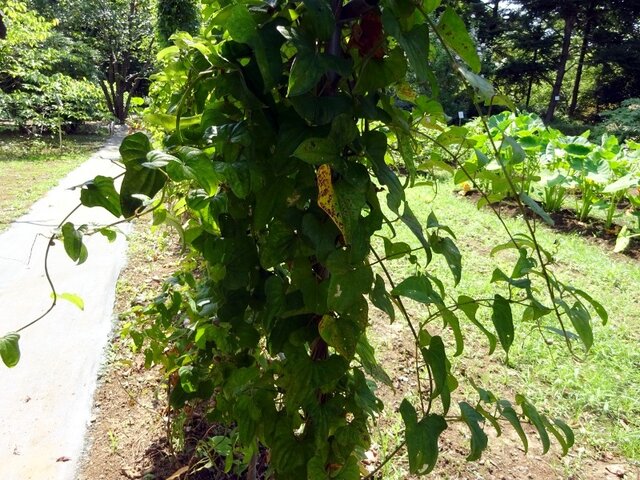 Japanese mountain yam