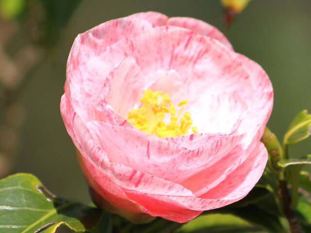 Camellia Hakuronishiki