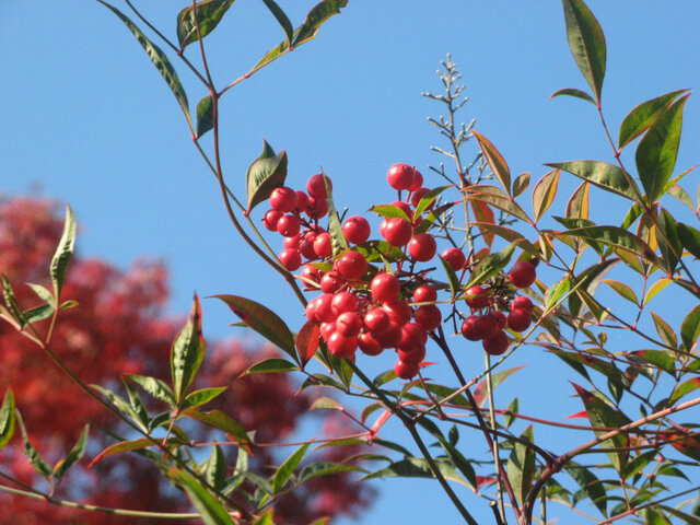 Nandina