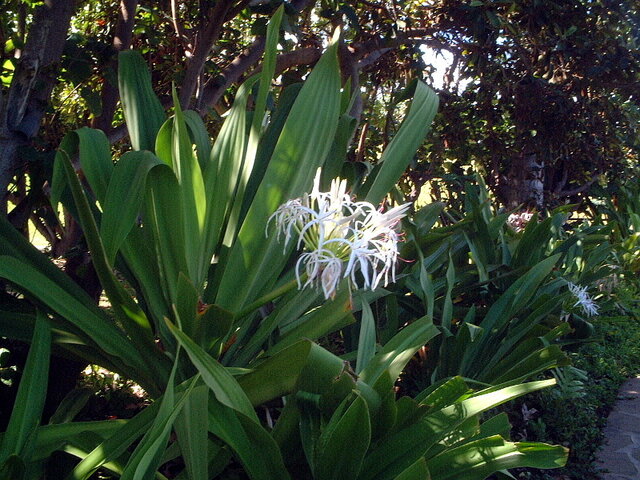  Crinum asiaticum var. japonicum