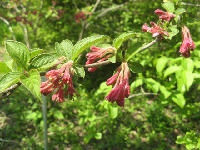 Weigela floribunda | Weigela floribunda | Flower Database