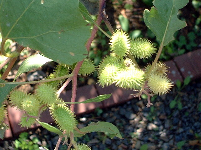 Xanthium italicum