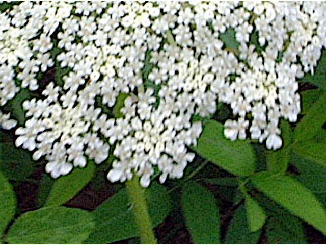 Daucus carota