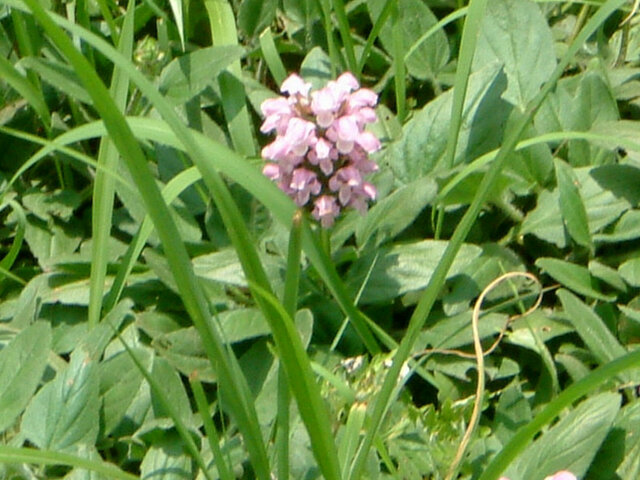 特定困難だった花