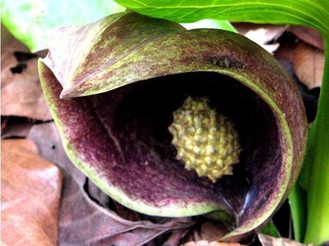 ザゼンソウ Symplocarpus Foetidus かぎけん花図鑑