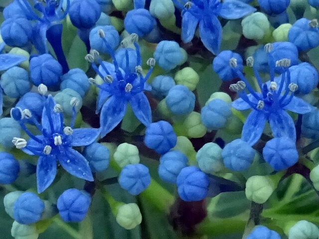 ユングフラウ・ラベンダー額紫陽花