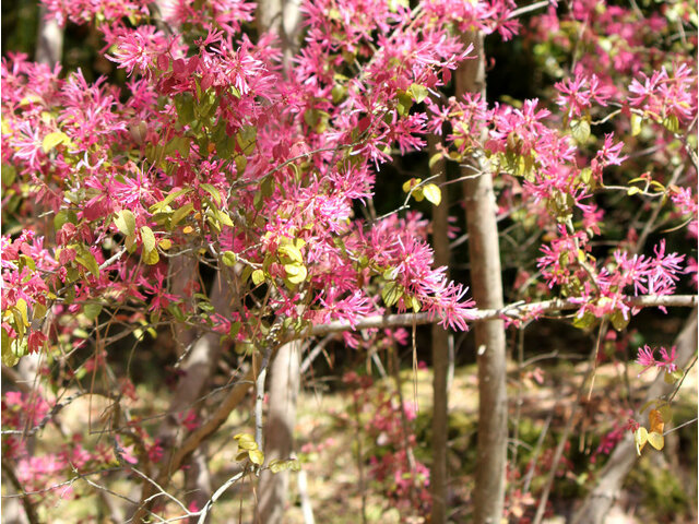 Chinese fringe flower