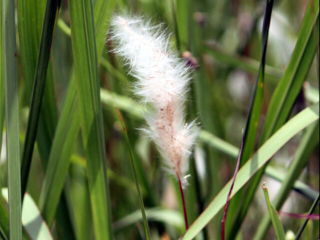 Imperata cyindrica