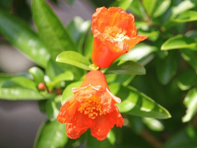 誕生花 8月7日 ザクロの花 かぎけん花図鑑