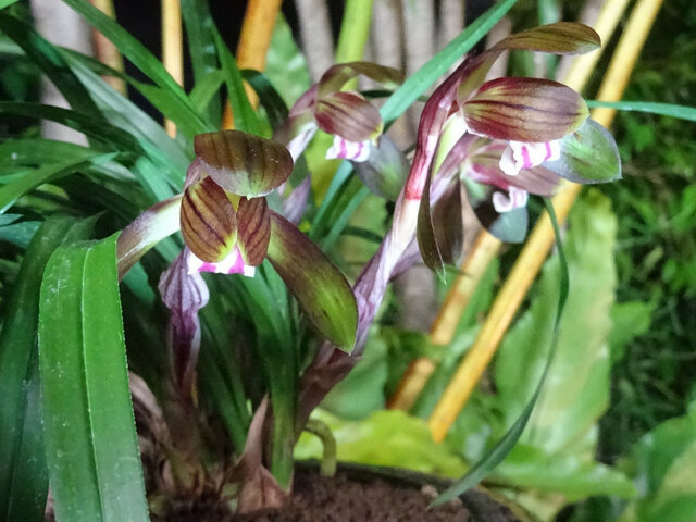 Cymbidium