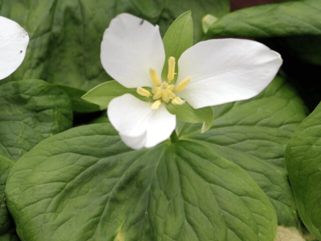 オオバナノエンレイソウ Trillium Camschatcense かぎけん花図鑑