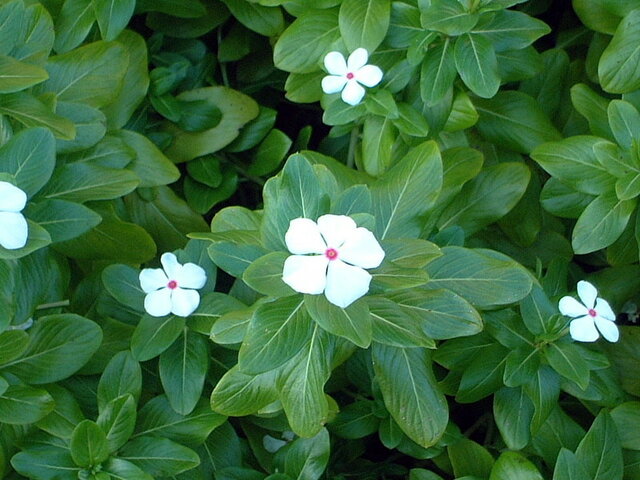 Catharanthus roseus