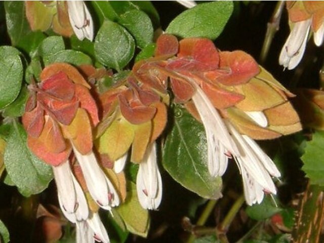 Mexican shrimp plant