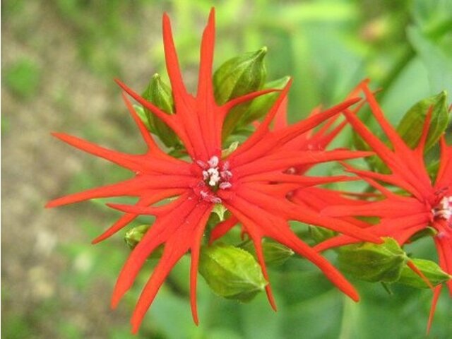 Lychnis wilfordi