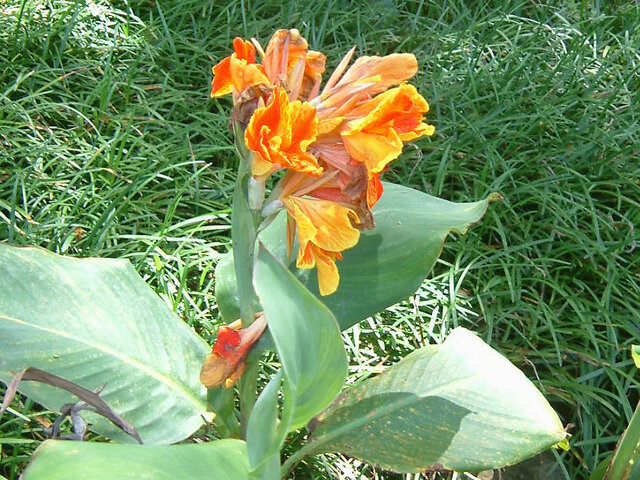 誕生花 8月13日 カンナ アキノキリンソウ 科技研花图画书