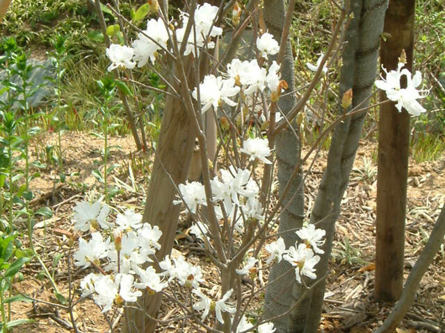 白三連チャンは怪しい!?万葉集草木38.ミツバツツジ