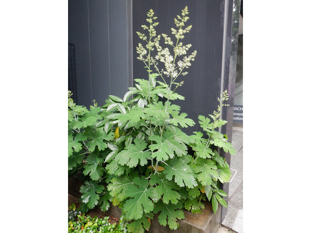 Macleaya cordata