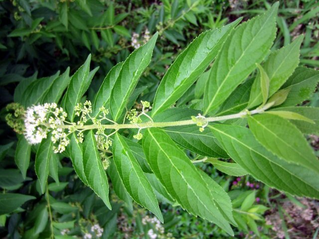 Japanese beautyberry albibacca