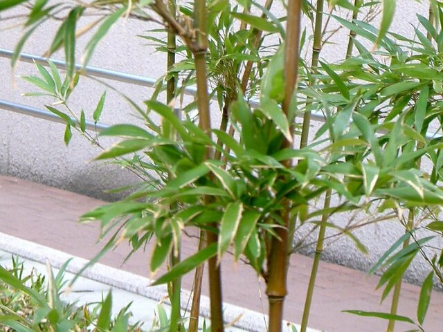 Bamboo