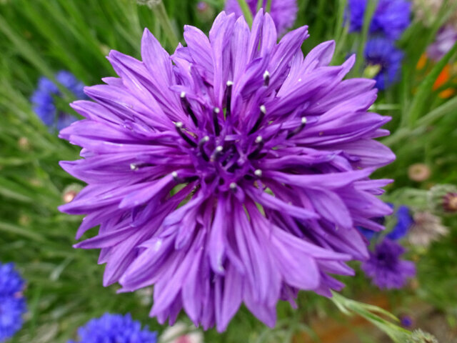 Cornflower