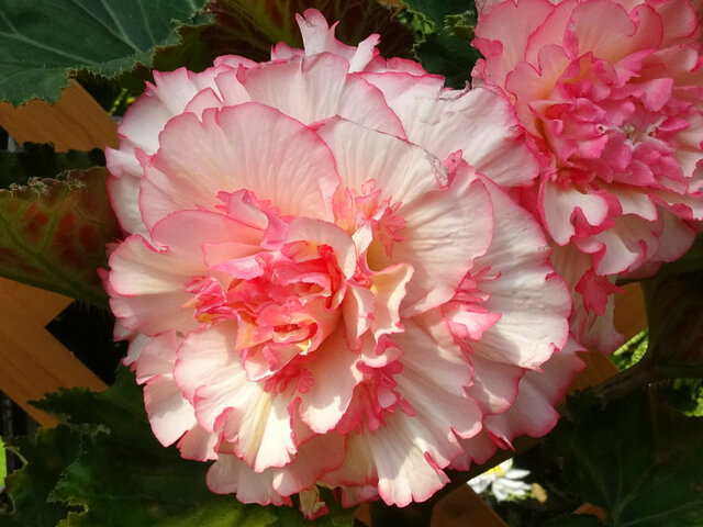  Begonia tuberhybrida 'W&P Picotee' 